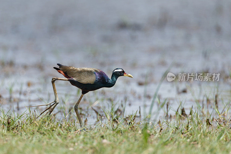 水鸟:成年铜翅紫斑鸟(Metopidius indicus)